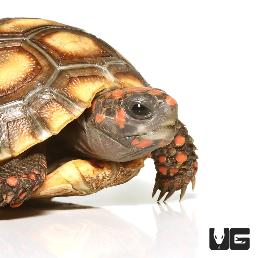 Baby Redfoot Tortoises For Sale - Underground Reptiles