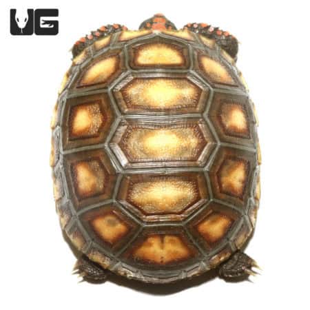 Baby Redfoot Tortoises (Chelonoidis carbonaria) For Sale - Underground Reptiles