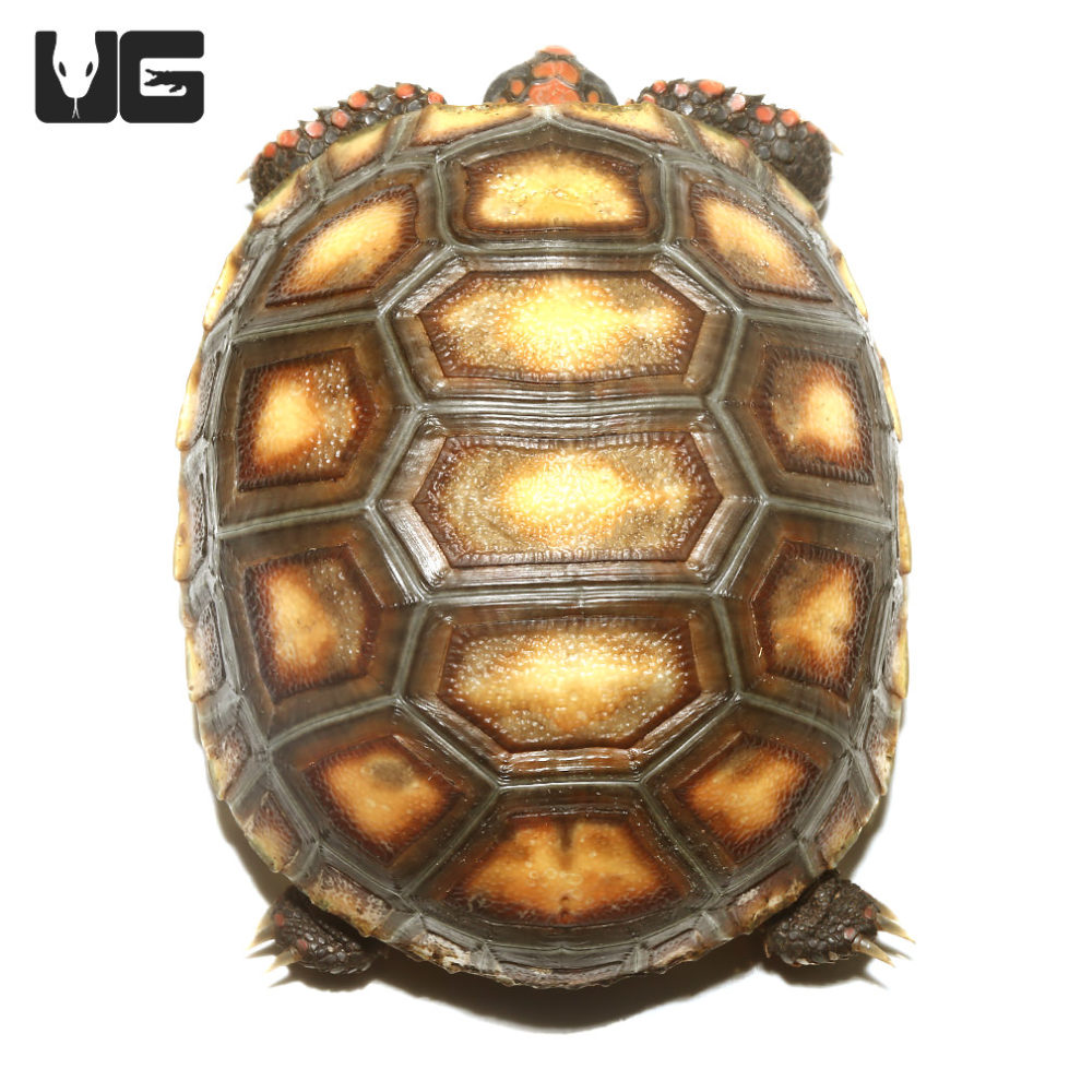 Baby Redfoot Tortoises For Sale - Underground Reptiles