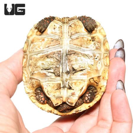 Baby Redfoot Tortoises (Chelonoidis carbonaria) For Sale - Underground Reptiles