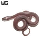 Baby African Brown House Snakes (Lamprophis ) For Sale - Underground Reptiles