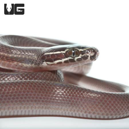 Baby African Brown House Snakes (Lamprophis ) For Sale - Underground Reptiles