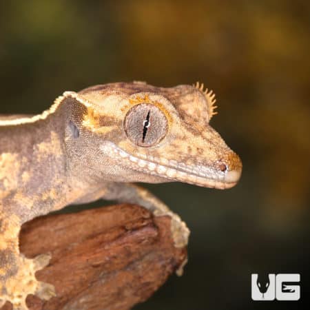 Baby Cream on Dark Pinstripe Whitewall Crested Gecko (Correlophus ciliatus) For Sale - Underground Reptiles