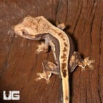 Baby Cream on Dark Pinstripe Whitewall Crested Gecko (Correlophus ciliatus) For Sale - Underground Reptiles