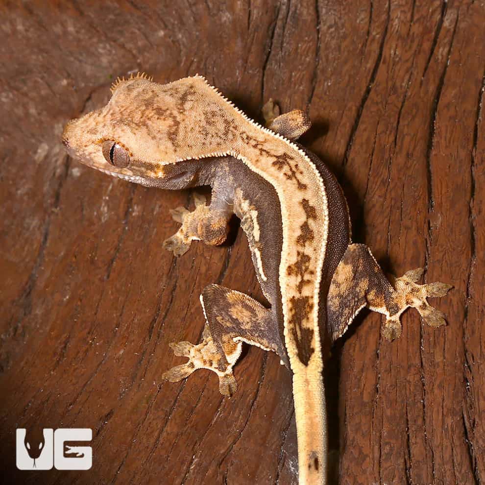 Baby Empty Back Partial Pinstripe Harlequin Crested Gecko For Sale