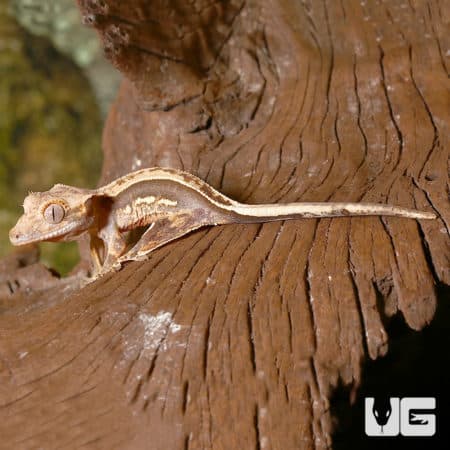 Baby Cream on Dark Pinstripe Whitewall Crested Gecko (Correlophus ciliatus) For Sale - Underground Reptiles