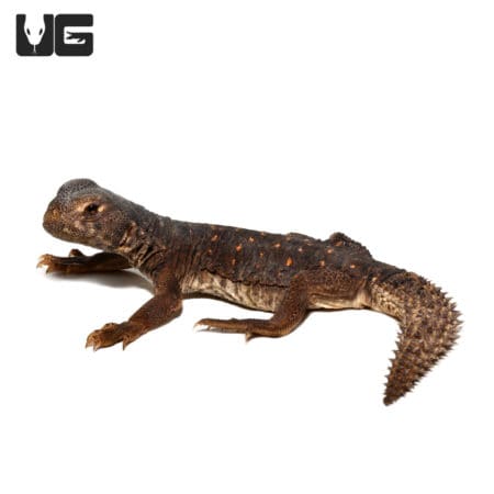 Baby Egyptian Uromastyx (Uromastyx aegyptia) for sale - Underground Reptiles