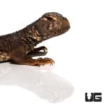 Baby Egyptian Uromastyx (Uromastyx aegyptia) for sale - Underground Reptiles