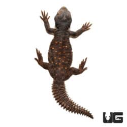 Baby Egyptian Uromastyx (Uromastyx aegyptia) for sale - Underground Reptiles