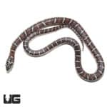 Baby Erythristic Het Artic Florida Kingsnake (Lampropeltis getula floridana) For Sale - Underground Reptiles