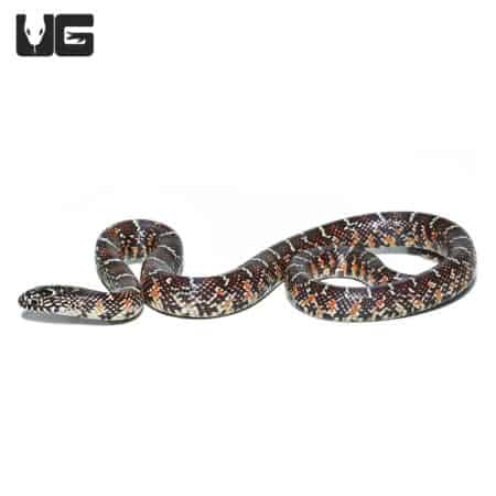 Baby Erythristic Het Artic Florida Kingsnake (Lampropeltis getula floridana) For Sale - Underground Reptiles