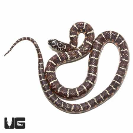 Baby Florida Kingsnake Poss Peanut Butter (Lampropeltis getula floridana) For Sale - Underground Reptiles