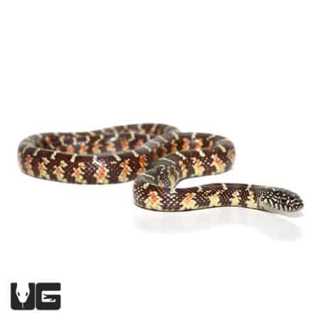 Baby Florida Kingsnake Poss Peanut Butter (Lampropeltis getula floridana) For Sale - Underground Reptiles