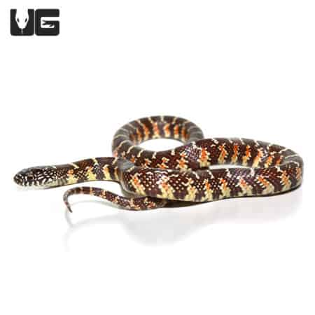Baby Florida Kingsnake Poss Peanut Butter (Lampropeltis getula floridana) For Sale - Underground Reptiles