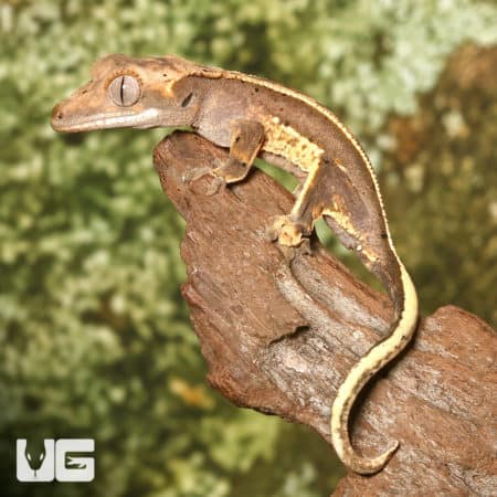 Quad Stripe Crested Geckos For Sale - Underground Reptiles