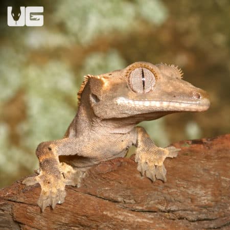 Quad Stripe Crested Geckos (Correlophus ciliatus) For Sale - Underground Reptiles
