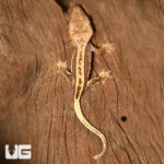 Quad Stripe Crested Geckos (Correlophus ciliatus) For Sale - Underground Reptiles