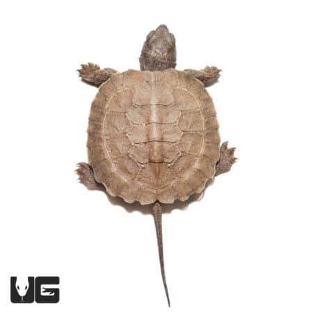 Baby North American Wood Turtles (Glyptemys insculpta) For Sale - Underground Reptiles