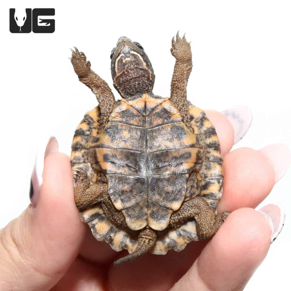 Baby North American Wood Turtles For Sale - Underground Reptiles