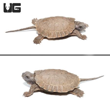 Baby North American Wood Turtles (Glyptemys insculpta) For Sale - Underground Reptiles