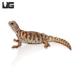Baby Ornate Uromastyx (Uromastyx ornata) For Sale - Underground Reptiles
