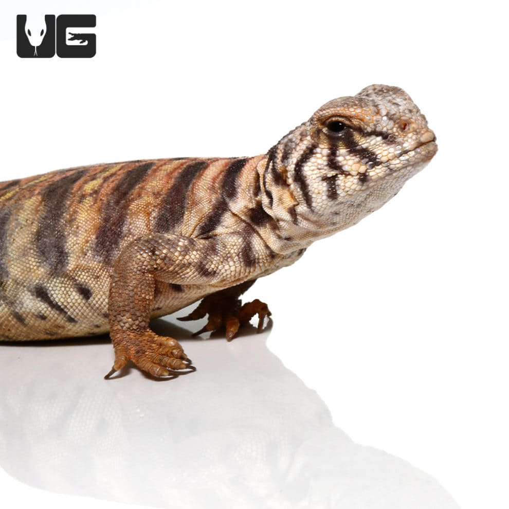 Baby Ornate Uromastyx (Uromastyx Ornata) For Sale - Underground Reptiles