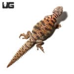 Baby Ornate Uromastyx (Uromastyx ornata) For Sale - Underground Reptiles