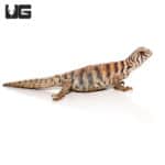 Baby Ornate Uromastyx (Uromastyx ornata) For Sale - Underground Reptiles