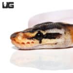 Baby Pastel Pied Ball Python (Python regius) For Sale - Underground Reptiles