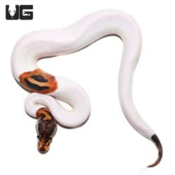 Baby Pastel Pied Ball Python (Python regius) For Sale - Underground Reptiles