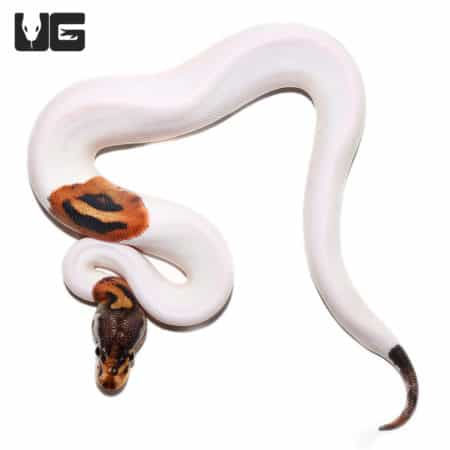 Baby Pastel Pied Ball Python (Python regius) For Sale - Underground Reptiles