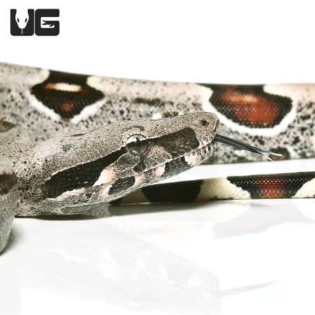 Guyana Redtail Boa (Boa c. constrictor) For Sale - Underground Reptiles