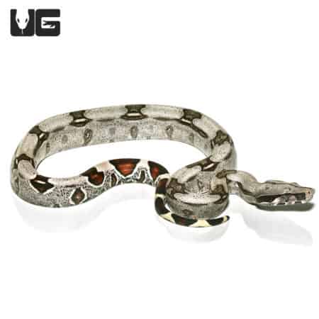 Guyana Redtail Boa (Boa c. constrictor) For Sale - Underground Reptiles