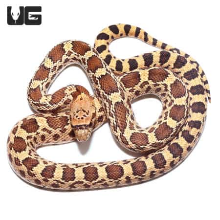 Baby Bull Snake for Sale - Underground Reptiles