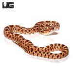 Baby Red Bull Snake (Pituophis catenifer sayi) For Sale - Underground Reptiles