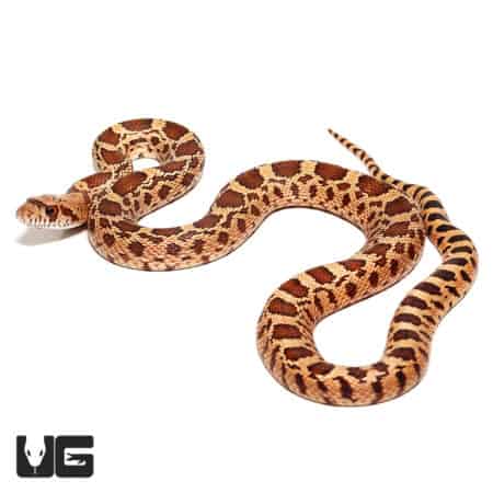 Baby Red Bull Snake (Pituophis catenifer sayi) For Sale - Underground Reptiles