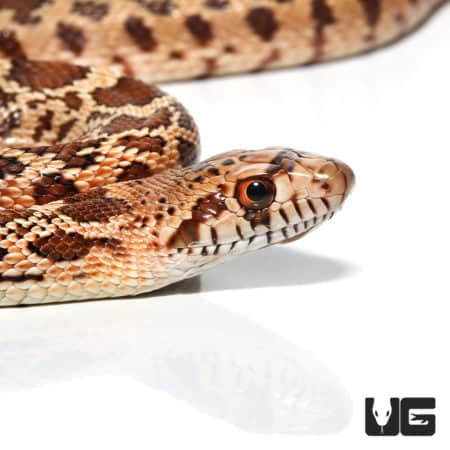 Baby Red Bull Snake (Pituophis catenifer sayi) For Sale - Underground Reptiles