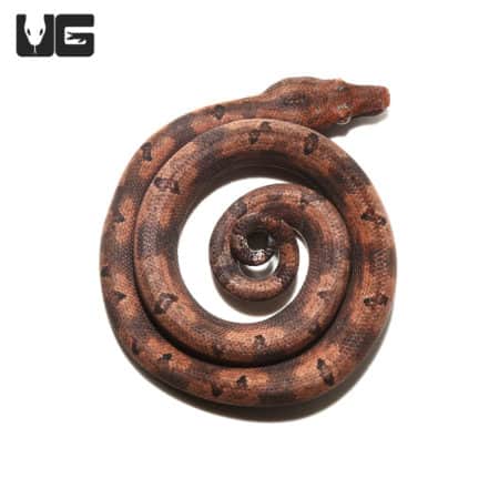 Baby Red Indonesian Tree Boas (Candoia carinata carinata) For Sale- Underground Reptiles