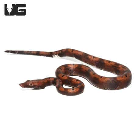 Baby Red Indonesian Tree Boas (Candoia carinata carinata) For Sale- Underground Reptiles
