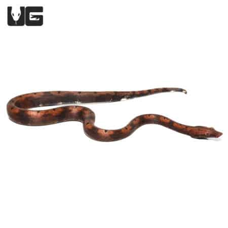 Baby Red Indonesian Tree Boa in a natural pose, showcasing its vibrant coloration and slender body.