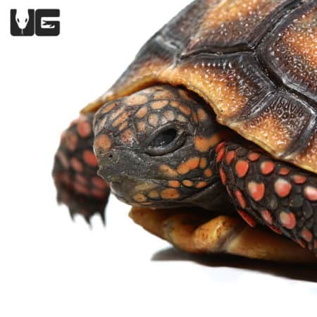 Baby Redfoot Tortoises (Chelonoidis carbonaria) For Sale - Underground Reptiles
