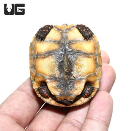 Baby Redfoot Tortoises For Sale - Underground Reptiles