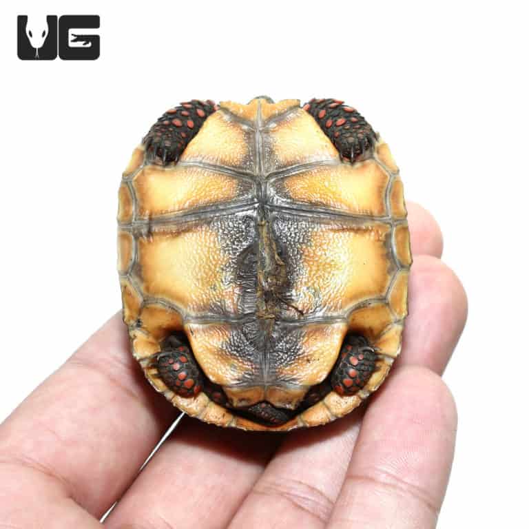 Baby Redfoot Tortoises For Sale - Underground Reptiles