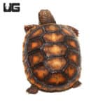 Baby Redfoot Tortoises (Chelonoidis carbonaria) For Sale - Underground Reptiles