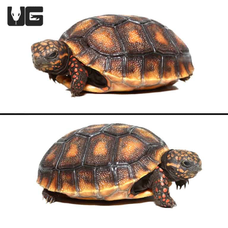 Baby Redfoot Tortoises For Sale - Underground Reptiles