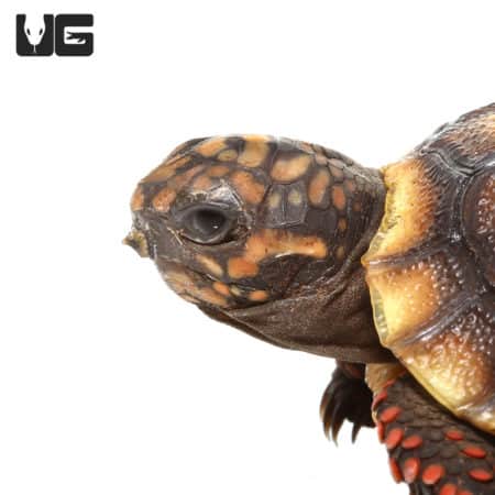 Baby Redfoot Tortoises (Chelonoidis carbonaria) For Sale - Underground Reptiles