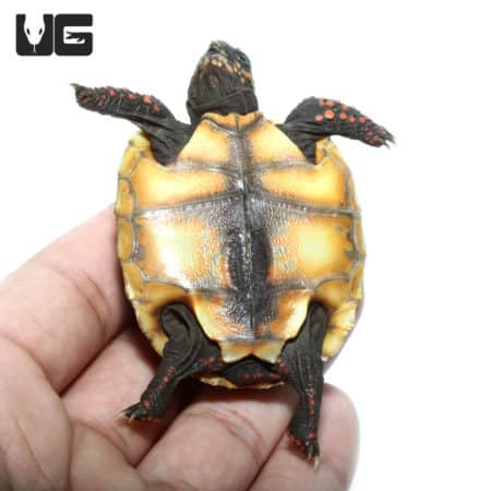 Baby Redfoot Tortoises (Chelonoidis carbonaria) For Sale - Underground Reptiles