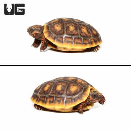 Baby Redfoot Tortoises (Chelonoidis carbonaria) For Sale - Underground Reptiles