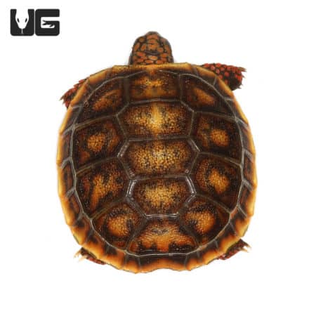 Close-up of a baby Redfoot tortoise showcasing vibrant shell patterns.