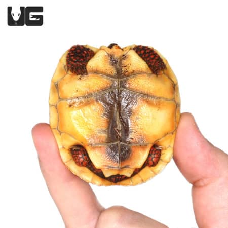 Baby Redfoot Tortoises (Chelonoidis carbonaria) For Sale - Underground Reptiles